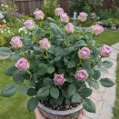 Роза чайно-гибридная нераскрывающаяся Византия № 2