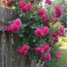 Роза канадская плетистая Феликс Леклерк № 1