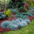 Овсяница сизая Элайджиан Блу № 3