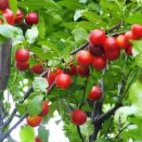 Сливово-вишневый гибрид Бета № 3