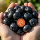 Голубика премиум Дарк Найт № 1