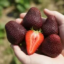 Земляника крупноплодная темная Бейхан, 5 саж. № 1