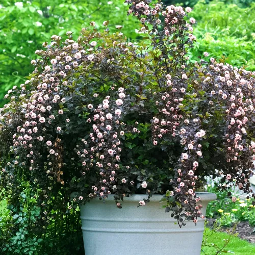 Пузыреплодник калинолистный малоуходный Саммер Вайн