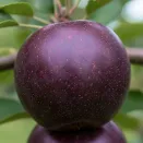 Яблоня темноплодная Апи Нуар (Черный Кальвиль) № 1