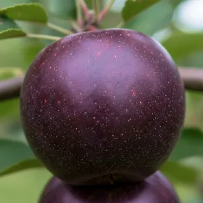 Яблоня темноплодная Апи Нуар (Черный Кальвиль)