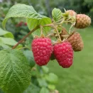 Малина ремонтантная холодоустойчивая Мапема № 2