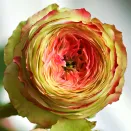 Роза спрей малошипная Латин Помпон № 1