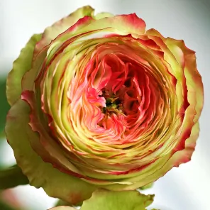 Роза спрей малошипная Латин Помпон