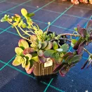 Очиток (седум) гибридный Санспарклер Лайм Зингер № 2