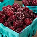 Ежемалина-гигант Техас № 1