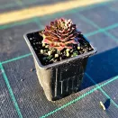 Молодило Киллер № 2