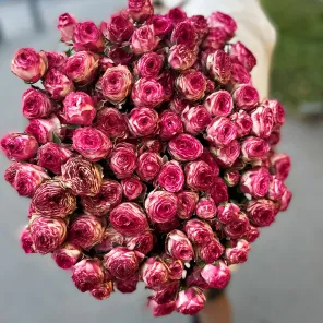 Роза спрей пионовидная Ай Опенер