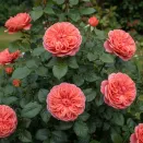 Роза штамбовая Эмильен Гийо № 3