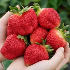 Земляника крупноплодная со вкусом персика Генри Гамбургер, 5 саж.
