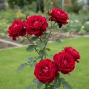 Роза штамбовая Красная Шапочка № 6