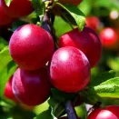 Сливово-вишневый гибрид Бета № 2