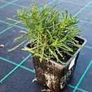 Сантолина неприхотливая Оливия № 2