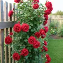 Роза плетистая Дон Жуан № 2