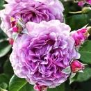 Роза флорибунда георгиновидная Юме Мурасаки № 1