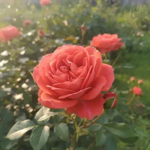 Роза чайно-гибридная крупноцветковая срезочная Лаура