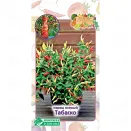 Перец острый Табаско Евросемена № 1