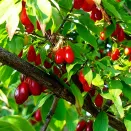 Кизил Владимирский № 2