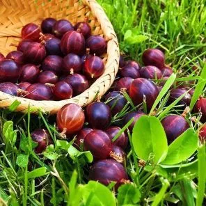 Крыжовник Гранд