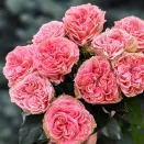 Роза чайно-гибридная Кантри Корал Герл № 1