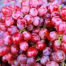 Виноград Кишмиш Красное пламя № 2