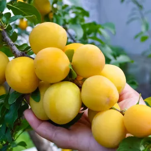 Слива низкорослая для севера Белоснежка