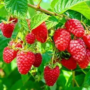 Малина ремонтантная (сверхранняя) Конек-горбунок