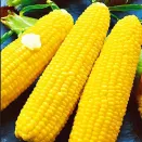 Кукуруза Детское лакомство Аэлита № 2