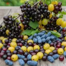 Сверхвыгода! Комплект саженцев ягодных "Сибирские самоплодные" из 3 сортов № 1