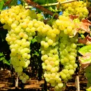 Виноград со вкусом тропических фруктов Прейри Стар № 2