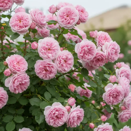 Роза канадская Мартин Фробишер