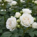 Роза спрей Вайт Лидия № 2