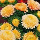 Астра китайская Хризантелла Золотая осень Евросемена № 2
