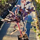 Пузыреплодник калинолистный малоуходный Саммер Вайн № 3