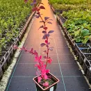 Барбарис Тунберга карликовый Конкорд № 2