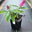 Буддлея Давида Баттерфляй Канди Литтл Руби № 3