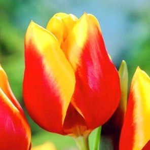 Тюльпан Триумф Андре Ситроен