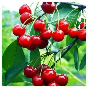 Вишня Молодежная