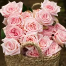 Роза чайно-гибридная премиум парфюм Пинк Охара № 1