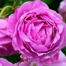 Роза плетистая для тени Луис Одьер № 1