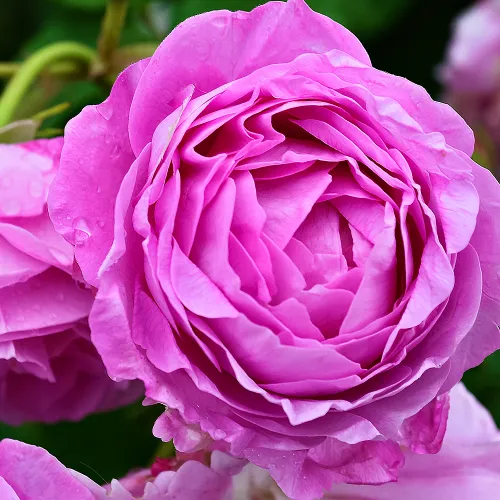 Роза плетистая для тени Луис Одьер