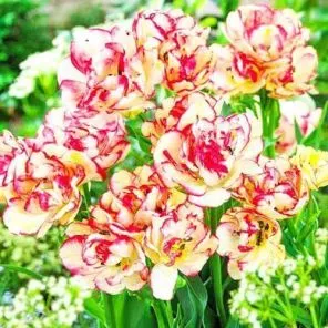 Тюльпан многоцветковый Белиция