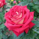 Роза чайно-гибридная малошипная Кроненбург № 1