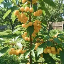 Черешня колоновидная Желтая № 1