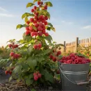 Малиновое дерево Таруса № 1