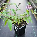 Буддлея Давида раннецветущая Пинк Пантер № 4